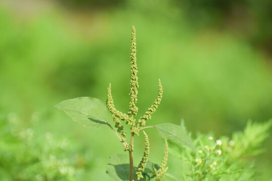 Chenopodium album, edible plant, common names include lamb's quarters, melde, goosefoot, white goosefoot, wild sun light spinach, bathua and fat-hen.