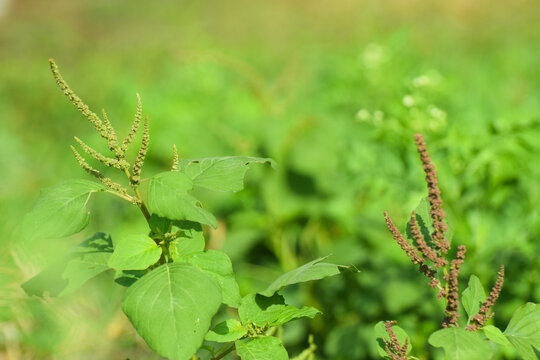 Chenopodium album, edible plant, common names include lamb's quarters, melde, goosefoot, white goosefoot, wild sun light spinach, bathua and fat-hen.