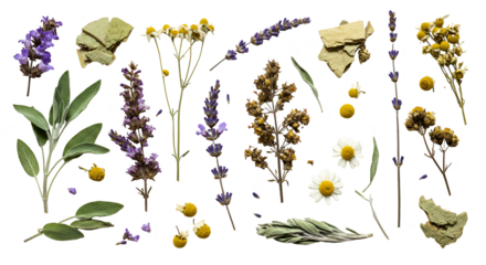 Isolated Realistic Dried Flowers and Herbs Collection on Black