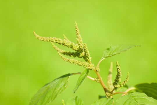 Chenopodium album, edible plant, common names include lamb's quarters, melde, goosefoot, white goosefoot, wild sun light spinach, bathua and fat-hen.