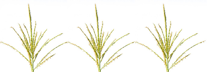 Panoramic view of corn field plantation with blue sky background, Vibrant corn field under blue sky...