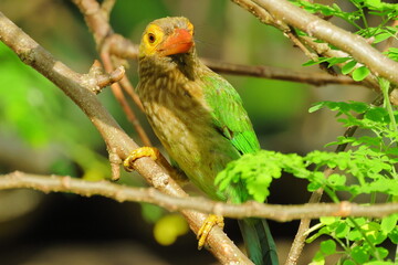Birds of SL