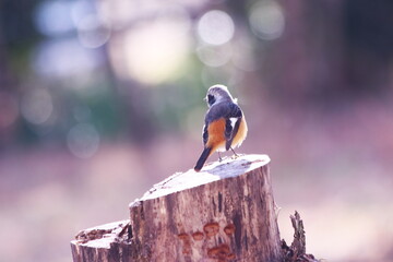 輝く背景と木の上のジョウビタキ