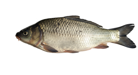 Isolated Realistic Freshwater Fish On Transparent Background