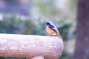 輝く背景と木の上のジョウビタキ