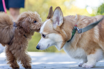 two cute dogs on leashes are playing outside, dog walking in city park 