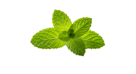 Isolated Realistic Green Mint Leaves With Water Droplets On Black Background