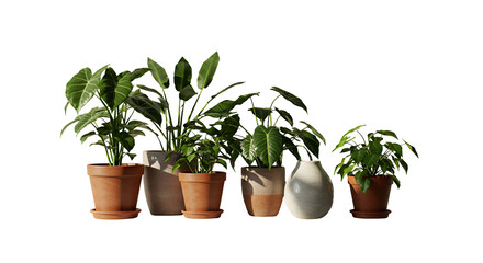 Isolated Realistic Group Of Green Potted Plants In Sunlight