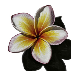 Isolated realistic illustration of a plumeria flower with yellow and white petals