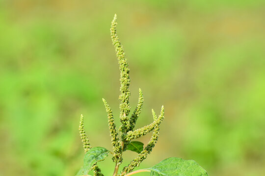 Chenopodium album, edible plant, common names include lamb's quarters, melde, goosefoot, white goosefoot, wild sun light spinach, bathua and fat-hen.