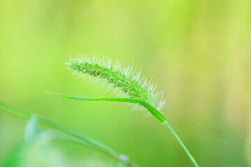 setaria faberi, Giant foxtails (Setaria faberi) known as Japanese bristlegrass, nodding bristle-grass, Chinese foxtail, Chinese millet, giant bristlegrass, giant foxtail or nodding foxtail,
