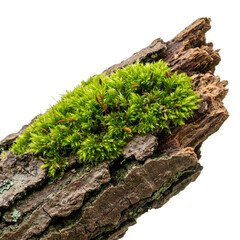Isolated Realistic Moss Growing on Bark in Forest