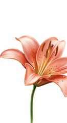 Photo of a Pink Lily Flower Isolated on Black Background