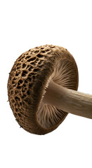 Isolated Realistic Mushroom with Brown Cap and Gills on Black Background