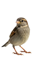 Photo Of A Sparrow Bird Isolated On Transparent Background Realistic Detailed