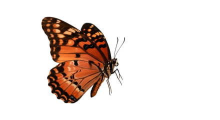 Isolated realistic orange butterfly with black spots on transparent background