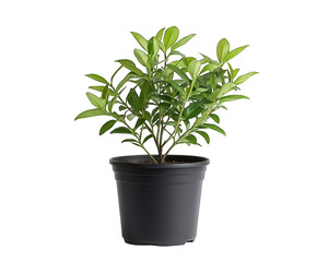 Obraz premium Glossy green shrub in a black plastic pot, isolated on a dark background