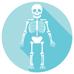 Stylized human skeleton icon with long shadow on a blue circle background for medical and educational concepts.