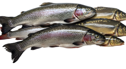 Photo of Fresh Rainbow Trout and Carp Isolated on Black