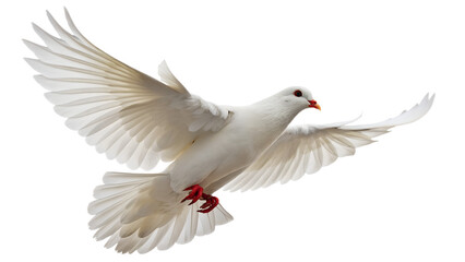 Majestic white dove soars, a symbol of peace and freedom with wings spread in flight