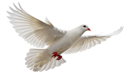 Majestic white dove soars, a symbol of peace and freedom with wings spread in flight