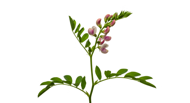 Isolated Realistic Photo Of A Pink Flower Plant With Green Leaves
