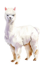 Obraz premium Watercolor white alpaca, simple clipart, tender colors, clean lines, on a pure solid white background, high resolution
