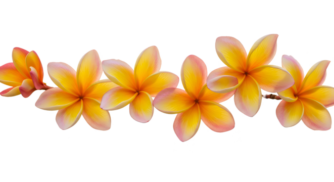 Isolated Realistic Photo Of Tropical Flowers Pink Yellow Gradient