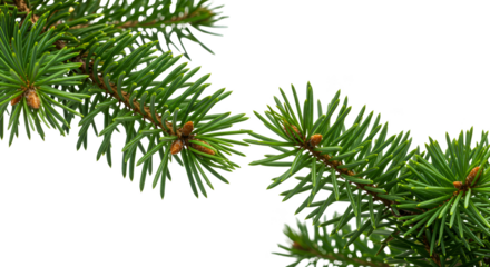 Isolated realistic pine branch green needles sharp detail outdoor