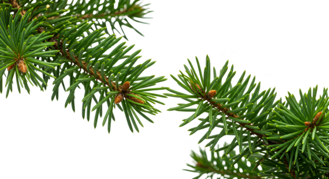 Isolated realistic pine branch green needles sharp detail outdoor