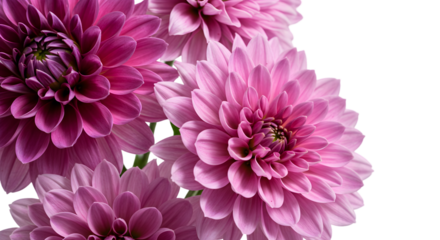 Photo Pink Dahlia Flowers Isolated Transparent Background Close Up