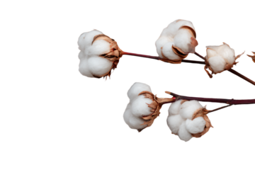 Branch of a natural cotton plant with fluffy bolls.