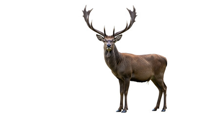 Isolated Realistic Red Deer Buck with Large Antlers PNG