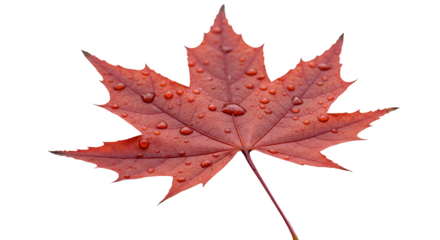 Isolated Realistic Red Maple Leaf With Water Droplets
