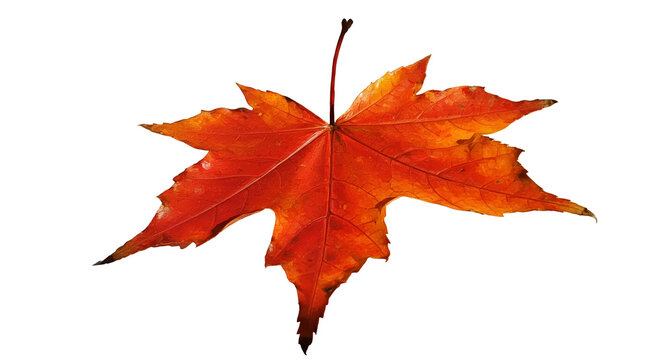Isolated Realistic Red Maple Leaf With Water Droplets