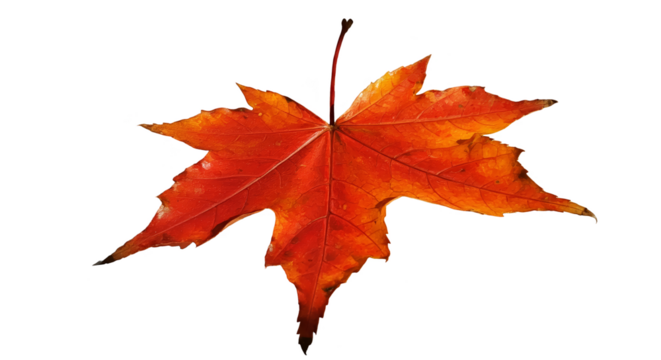 Isolated Realistic Red Maple Leaf With Water Droplets