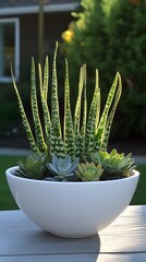 Stunning Succulent Arrangement in White Bowl Outdoor Decor