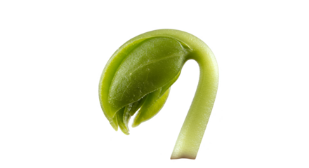 Isolated Realistic Seedling Sprout Growing Green Plant Transparent Background