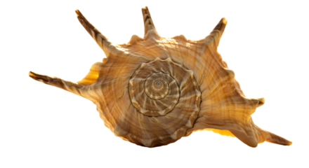 Isolated Realistic Seashell With Spiral Pattern and Spikes