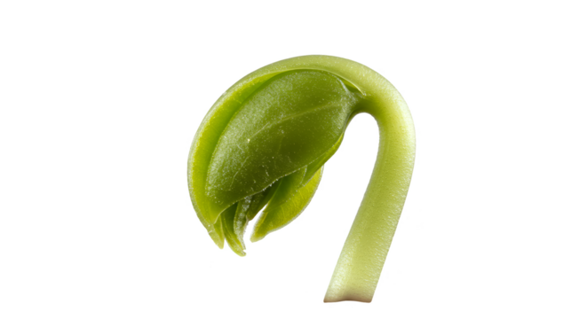 Isolated Realistic Seedling Sprout Growing Green Plant Transparent Background