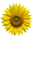 Isolated Realistic Sunflower Bloom Yellow Petals Green Center