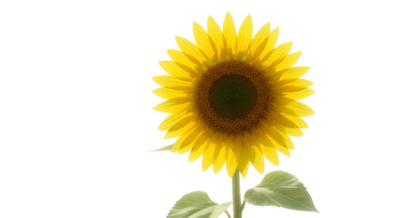 Obraz premium Isolated Realistic Sunflower Photo Yellow Bloom Green Stem