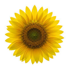 Fototapeta premium Isolated Realistic Sunflower Photo with Yellow Petals and Brown Center