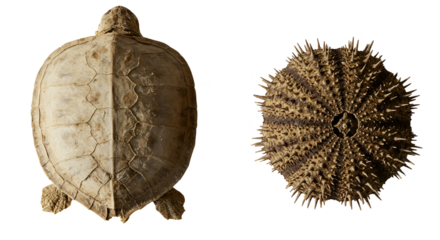 Isolated Realistic Top View of a Turtle Shell and Sea Urchin