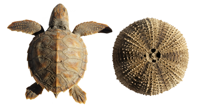 Isolated Realistic Turtle And Sea Urchin Illustration