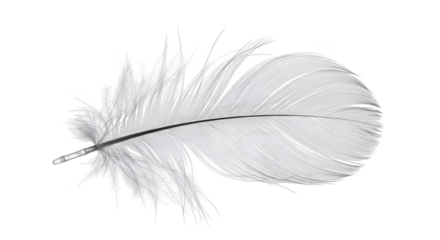 Isolated realistic white feather on black background