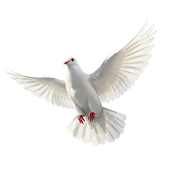 Obraz premium Isolated Realistic White Dove Flying with Open Wings and Red Eyes