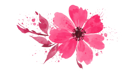Pink Watercolor Flower Isolated Transparent Background Illustration
