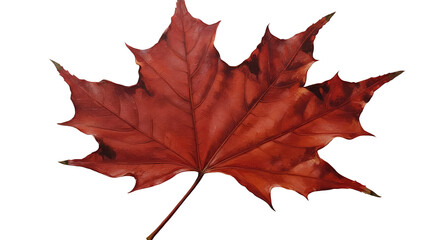 Isolated Red Maple Leaf Photo Realistic Isolated Transparent Background