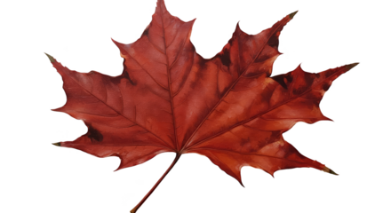 Isolated Red Maple Leaf Photo Realistic Isolated Transparent Background